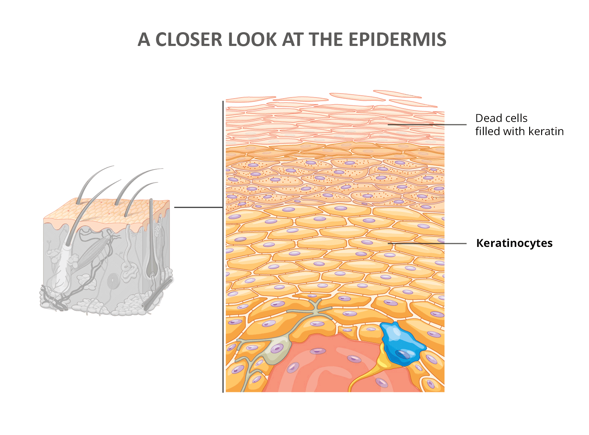 A Closer Look at the Epidermis - Kertatinocytes