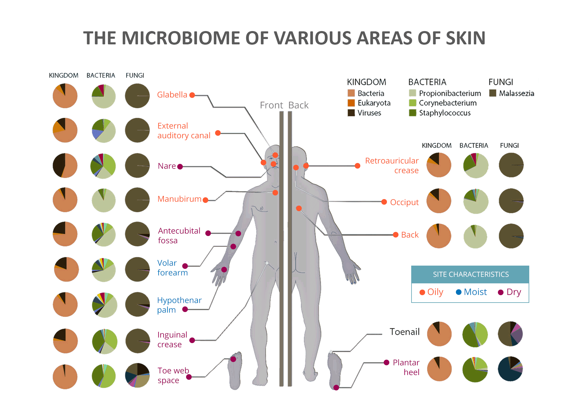 The Microbiome of Various Areas of the Skin - Microbial and Fungi Communities and Skin Characteristics
