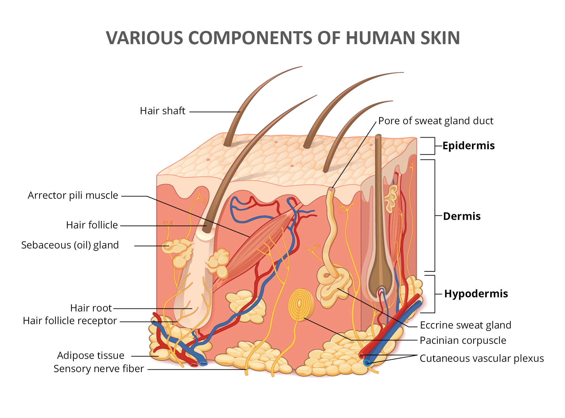 The Structure of Human Skin - Epidermis, Dermis, Hypodermis
